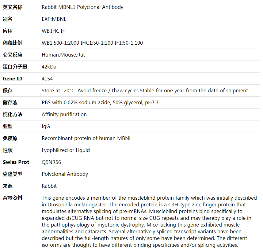 Anti-MBNL1 Polyclonal Antibody,索莱宝,K000457P-100ul