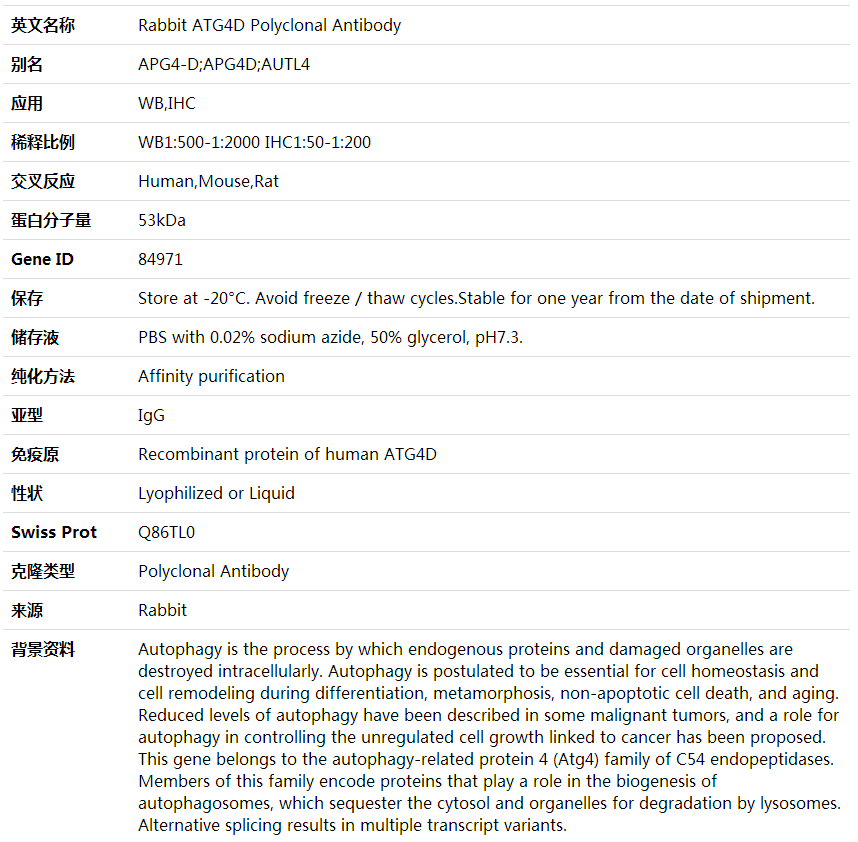 Anti-ATG4D Polyclonal Antibody,索莱宝,K000454P-100ul