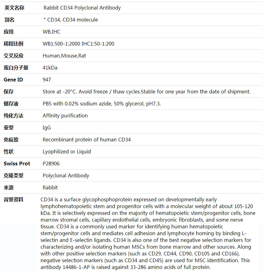 Anti-CD34 Polyclonal Antibody,索莱宝,K000443P-100ul