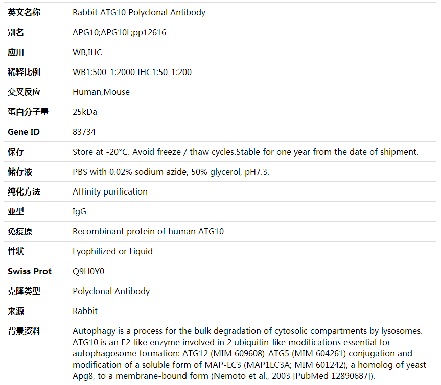 Anti-ATG10 Polyclonal Antibody,索莱宝,K000439P-100ul