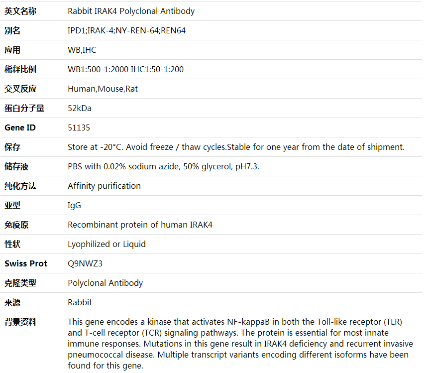 Anti-IRAK4 Polyclonal Antibody,索莱宝,K000423P-100ul