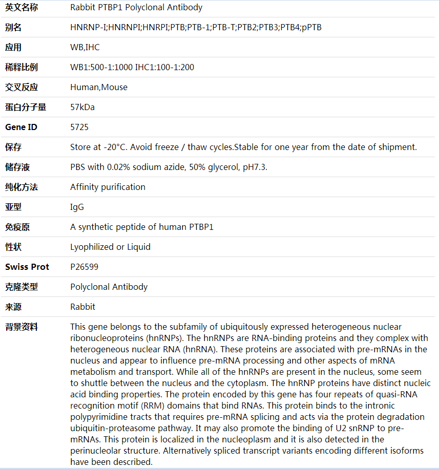 Anti-PTBP1 Polyclonal Antibody,索莱宝,K000419P-100ul