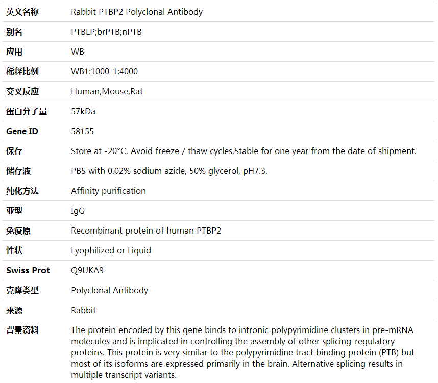 Anti-PTBP2 Polyclonal Antibody,索莱宝,K000414P-100ul