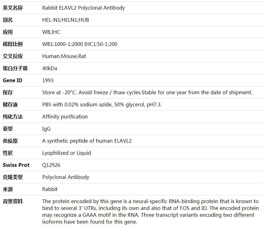 Anti-ELAVL2 Polyclonal Antibody,索莱宝,K000402P-100ul