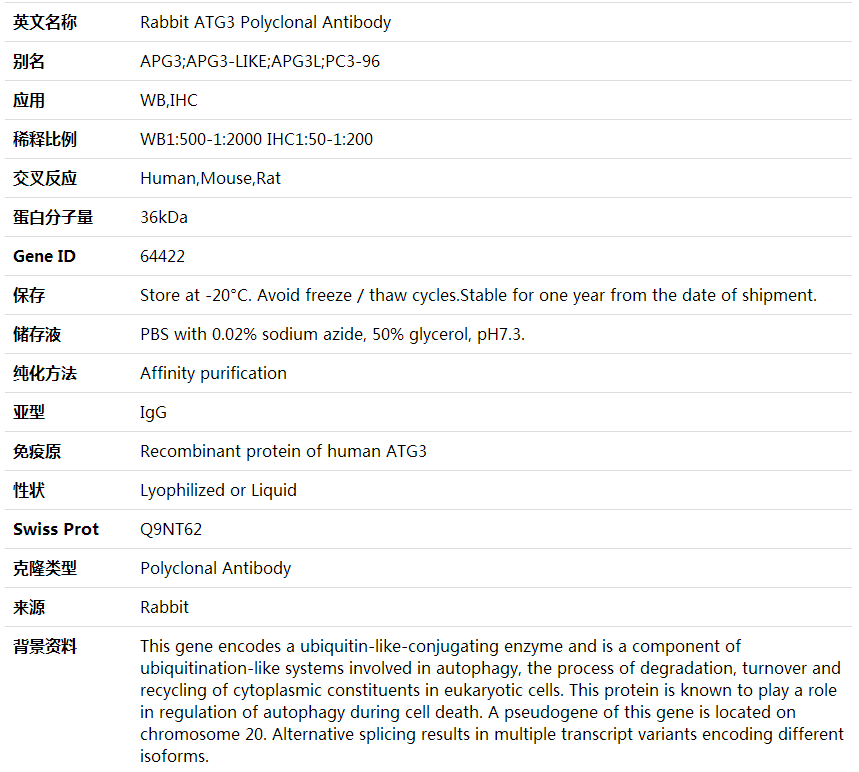 Anti-ATG3 Polyclonal Antibody,索莱宝,K000400P-50ul