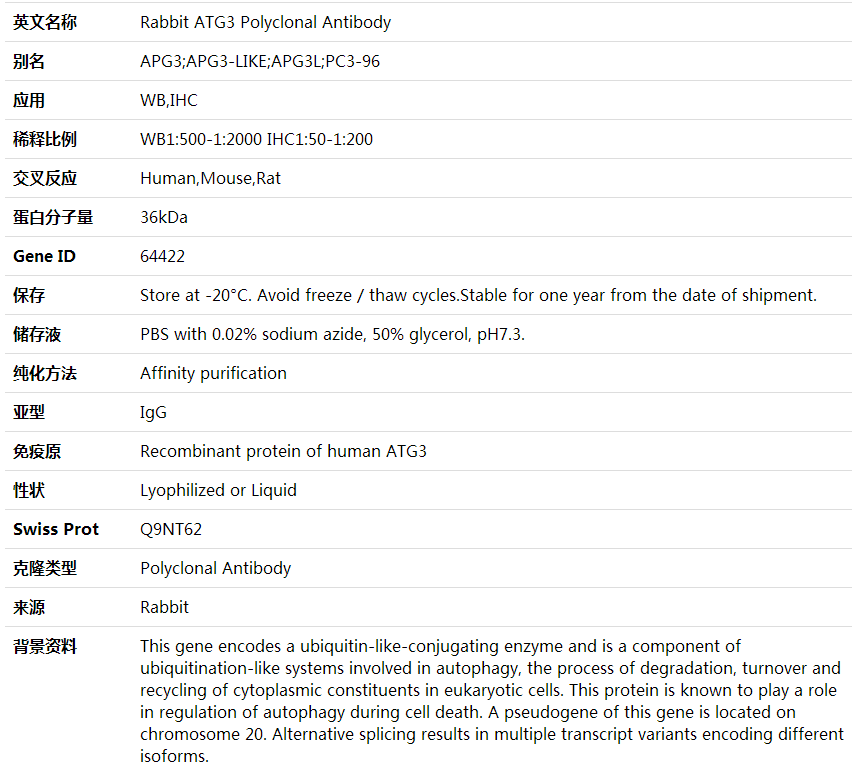 Anti-ATG3 Polyclonal Antibody,索莱宝,K000400P-30ul