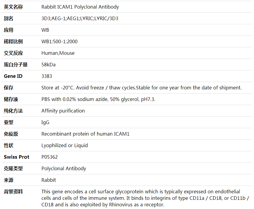Anti-ICAM1 Polyclonal Antibody,索莱宝,K000394P-100ul