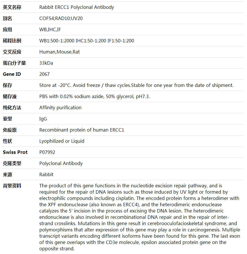 Anti-ERCC1 Polyclonal Antibody,索莱宝,K000387P-100ul