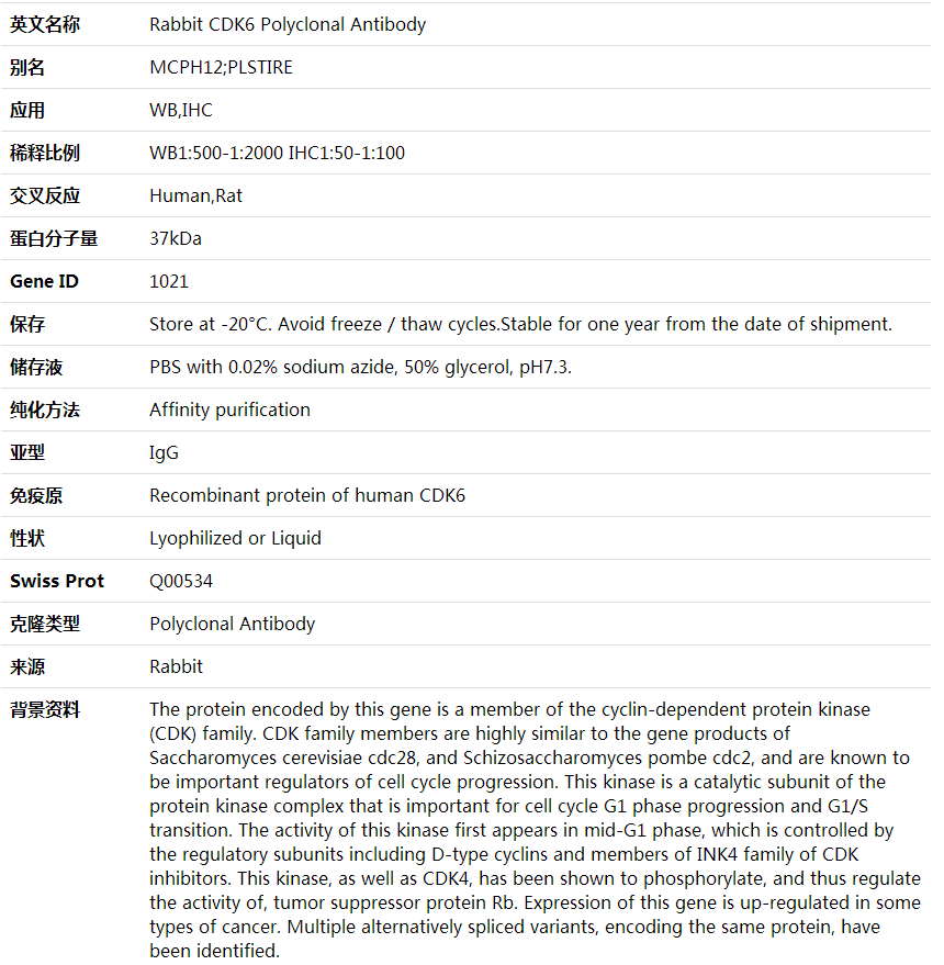 Anti-CDK6 Polyclonal Antibod,索莱宝,K000378P-50ul