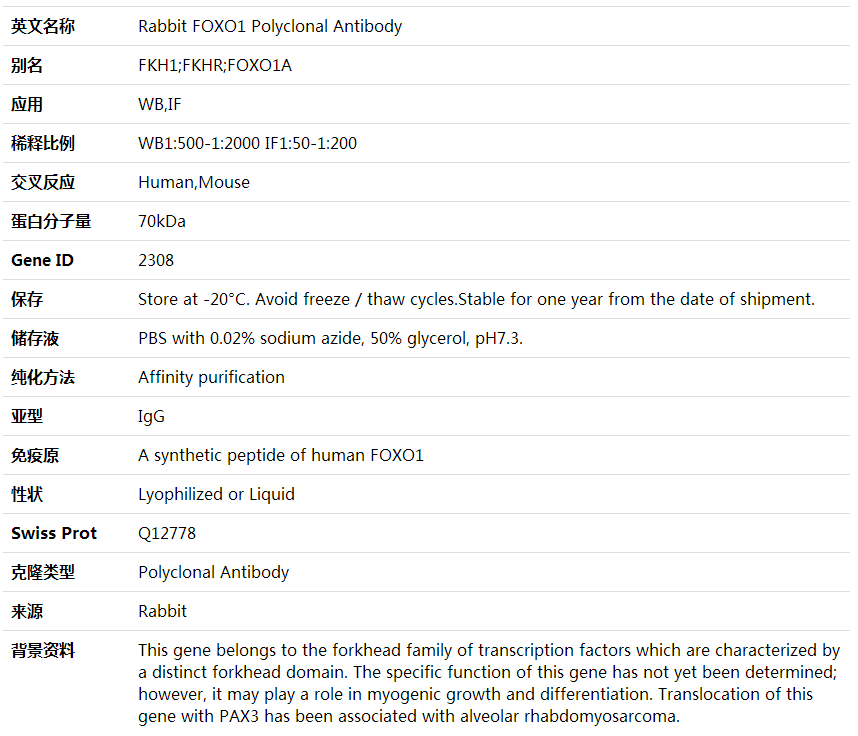 Anti-FOXO1 Polyclonal Antibody,索莱宝,K000376P-50ul