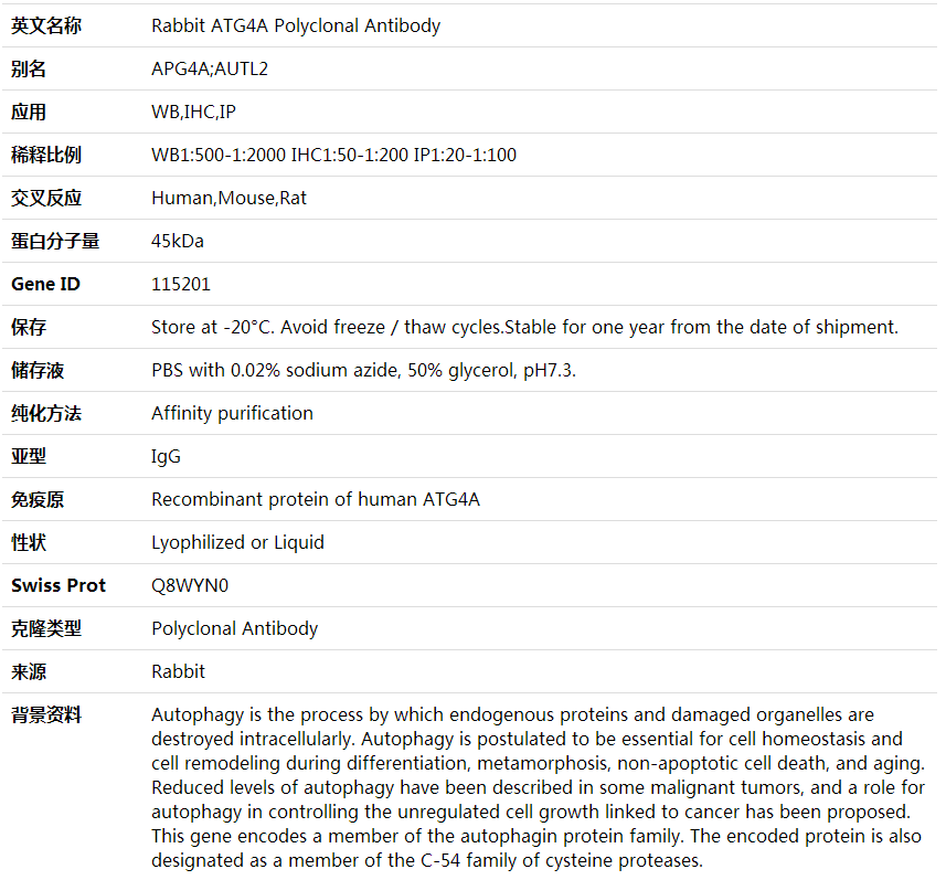Anti-ATG4A Polyclonal Antibody,索莱宝,K000371P-100ul
