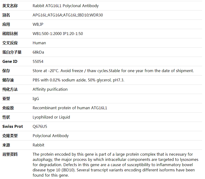 Anti-ATG16L1 Polyclonal Antibody,索莱宝,K000358P-100ul