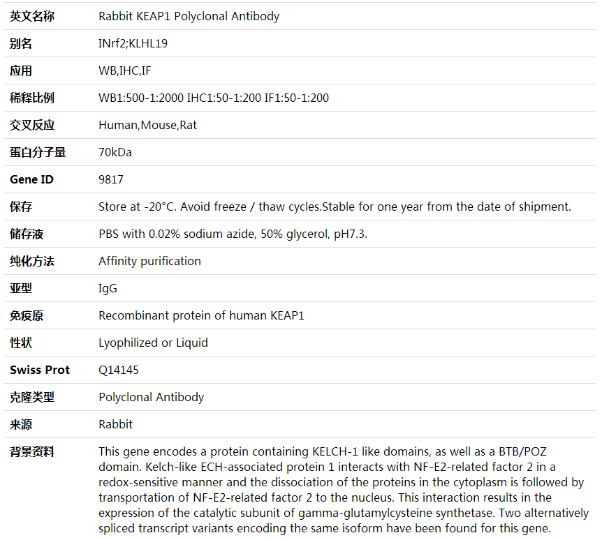 Anti-KEAP1 Polyclonal Antibody,索莱宝,K001511P-100ul