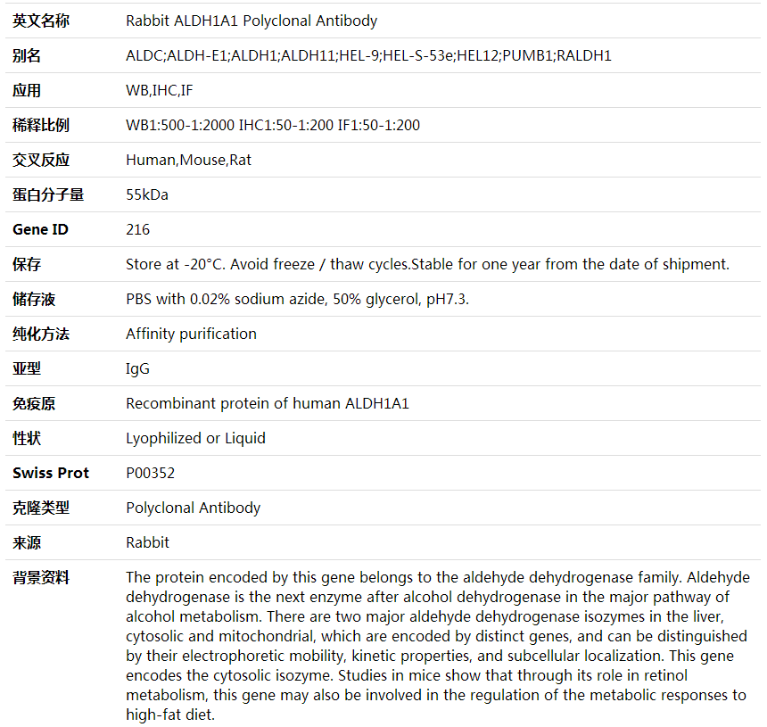 Anti-ALDH1A1 Polyclonal Antibody,索莱宝,K000356P-100ul