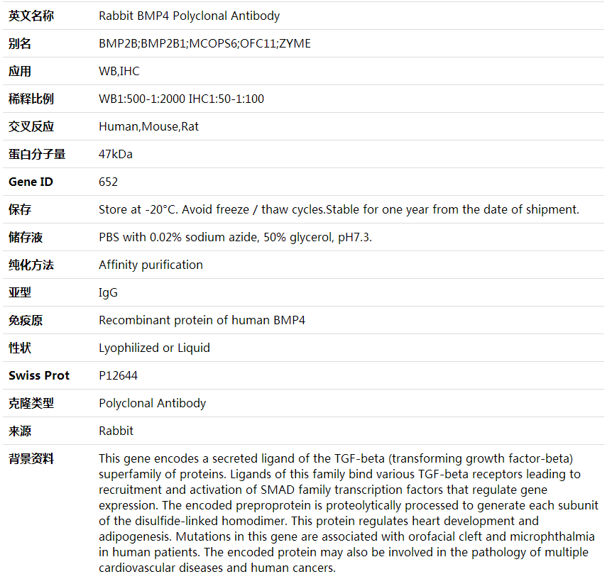 Anti-BMP4 Polyclonal Antibody,索莱宝,K000349P-30ul