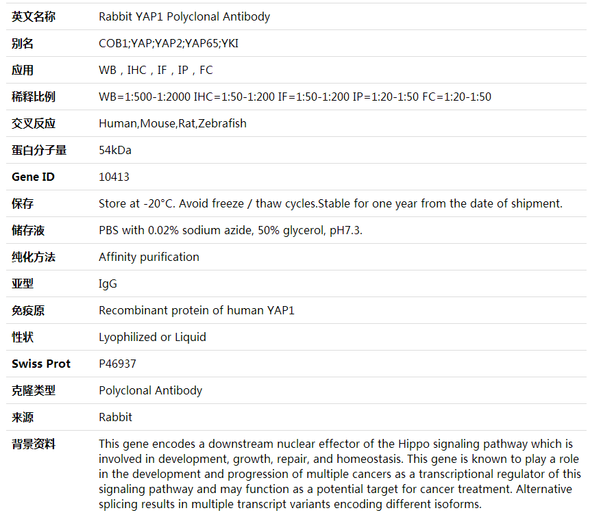 Anti-YAP1 Polyclonal Antibody,索莱宝,K000334P-30ul