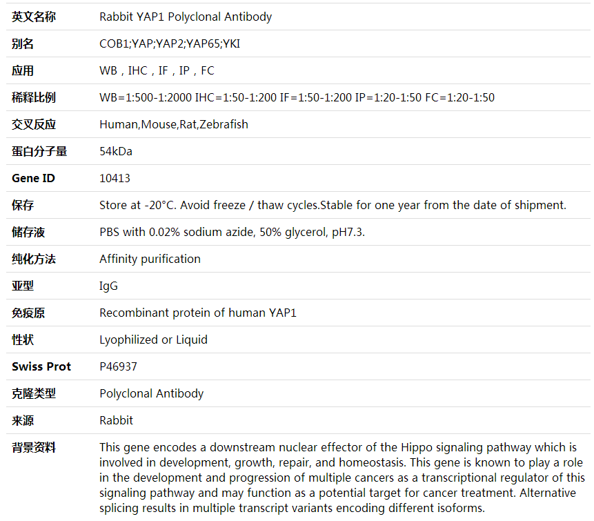 Anti-YAP1 Polyclonal Antibody,索莱宝,K000334P-100ul