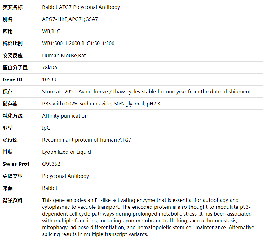 Anti-ATG7 Polyclonal Antibody,索莱宝,K000331P-50ul