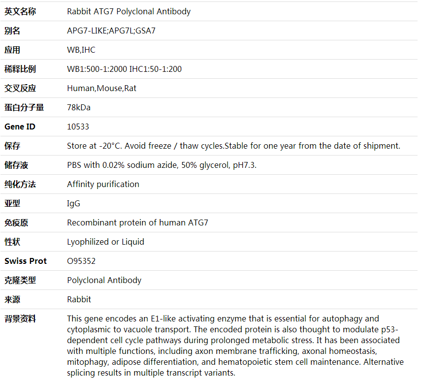 Anti-ATG13 Polyclonal Antibody,索莱宝,K000330P-30ul