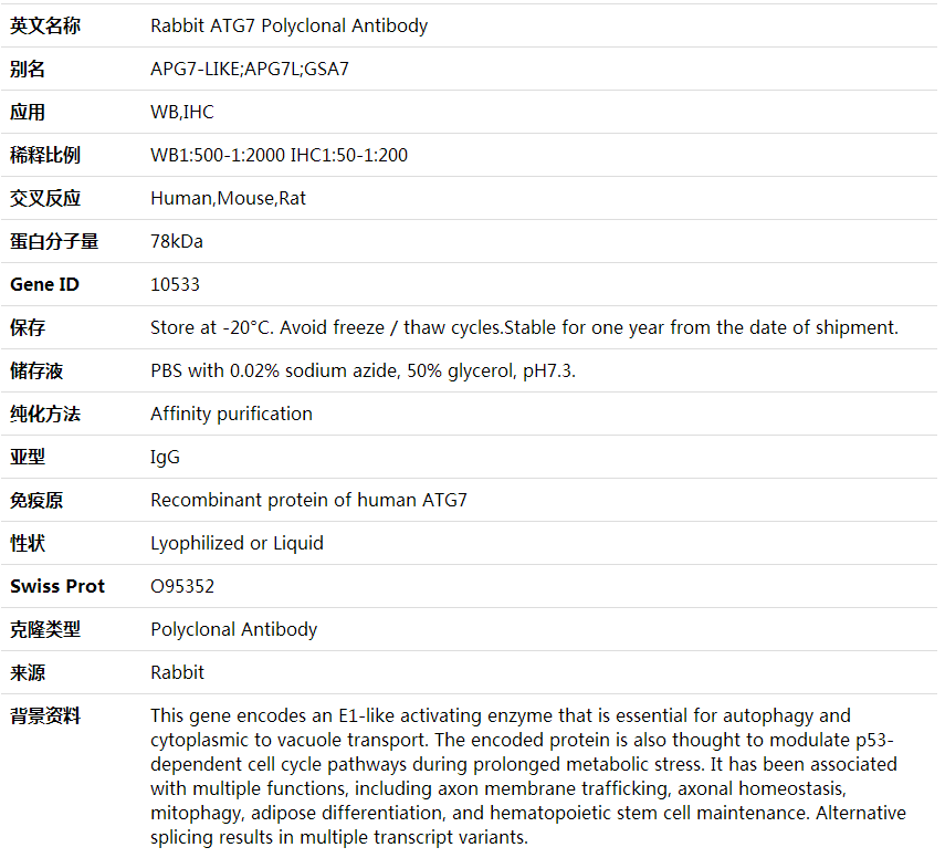 Anti-ATG13 Polyclonal Antibody,索莱宝,K000330P-50ul