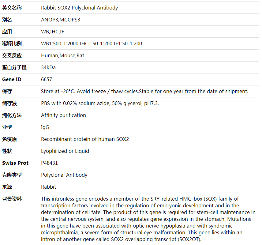 Anti-SOX2 Polyclonal Antibody,索莱宝,K000326P-100ul