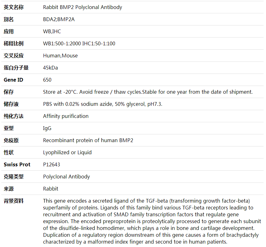 Anti-BMP2 Polyclonal Antibody,索莱宝,K000320P-100ul