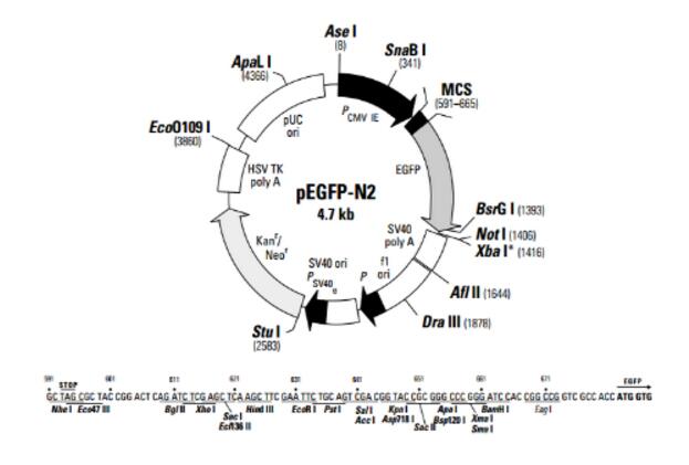 pEGFP-N2 荧光表达载体,索莱宝,P6440-20ul