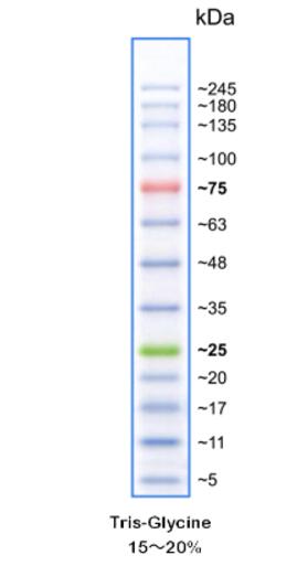 彩虹245plus广谱蛋白Marker（5-245KD),索莱宝,PR1930-10*250UL(500T)