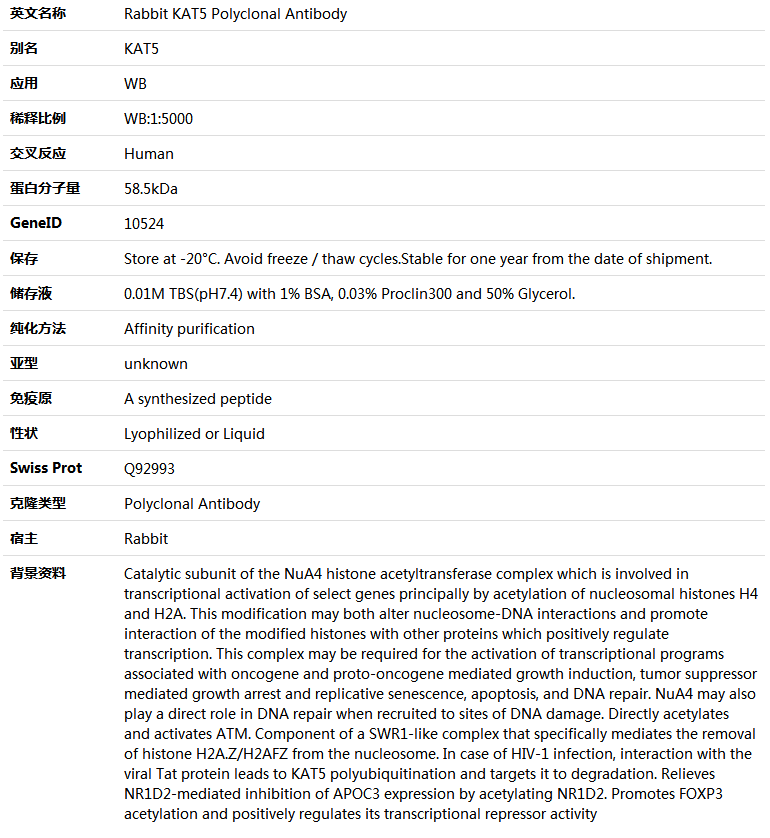 KAT5 Antibody,索莱宝,K001542P-100ul