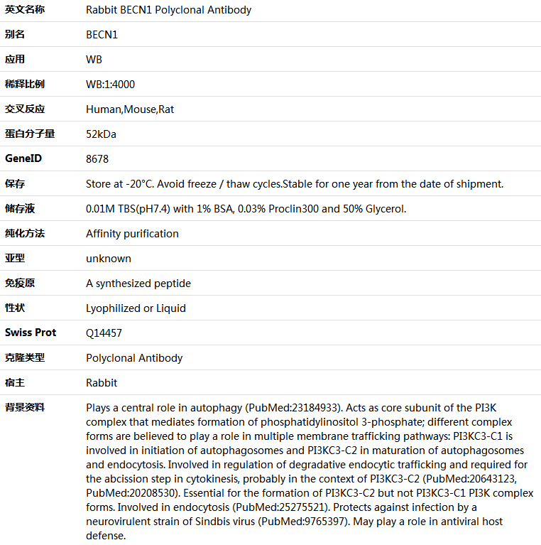 BECN1 Antibody,索莱宝,K001553P-100ul