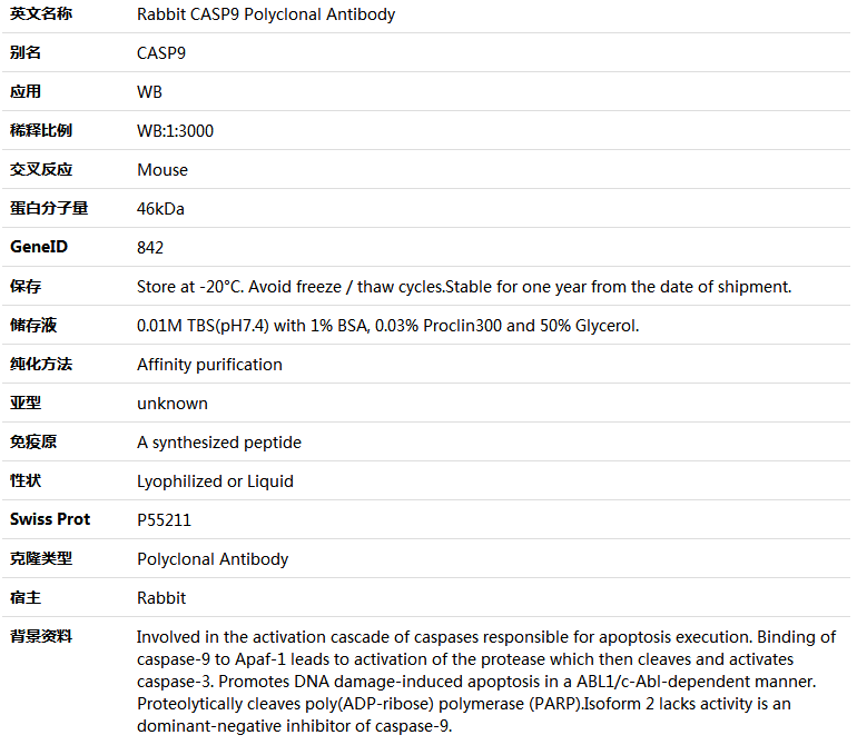 CASP9 Antibody,索莱宝,K001548P-100ul