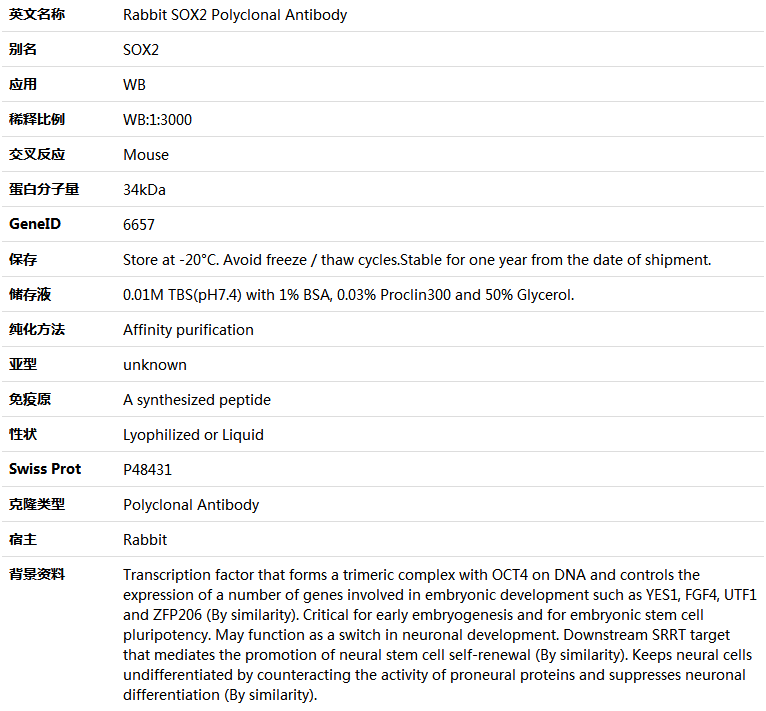 SOX2 Antibody,索莱宝,K001546P-100ul