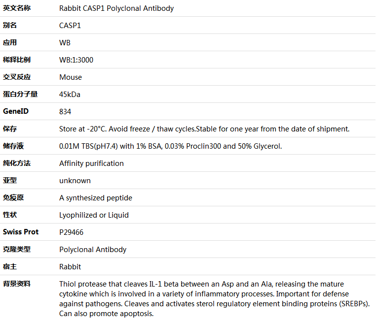 CASP1 Antibody,索莱宝,K001545P-50ul