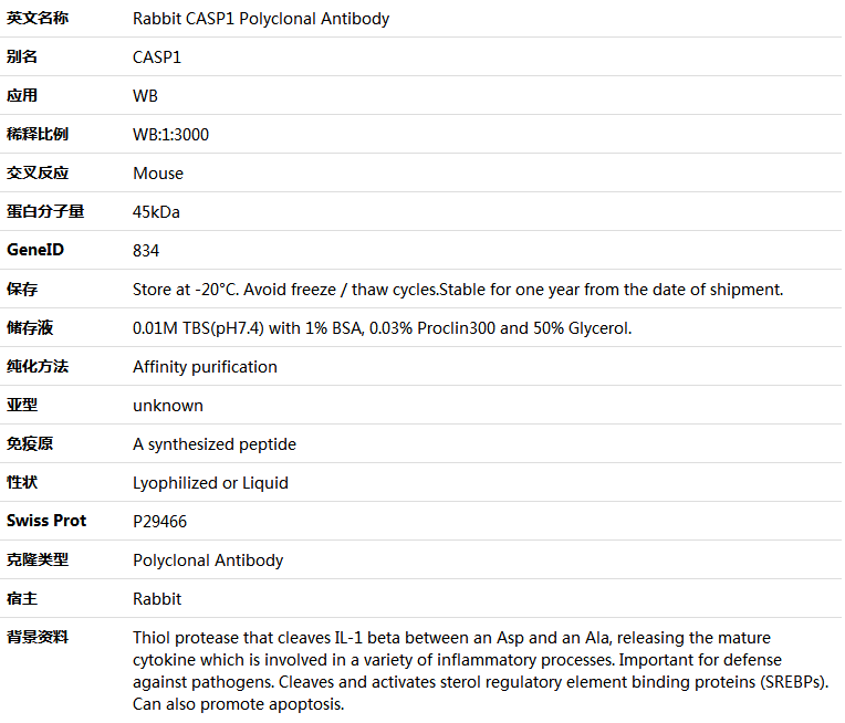 CASP1 Antibody,索莱宝,K001545P-100ul