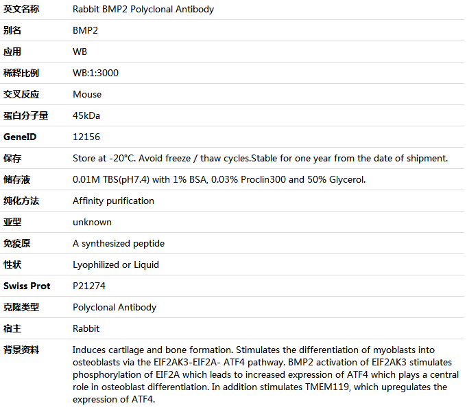 BMP2 Antibody,索莱宝,K001544P-100ul