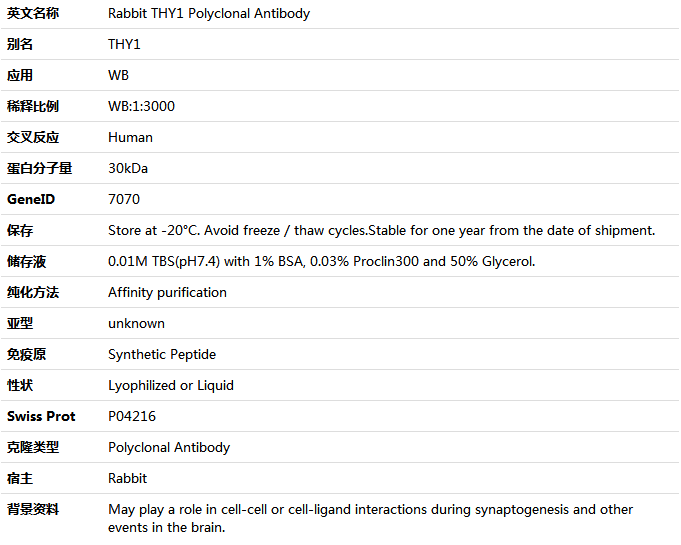 THY1 Antibody,索莱宝,K001530P-100ul