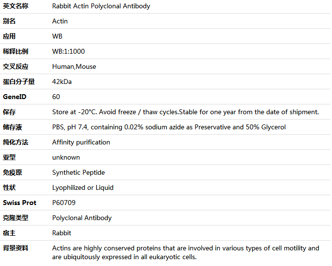 anti-β-Actin Rabbit Polyclonal antibody,索莱宝,K001527P-100ul