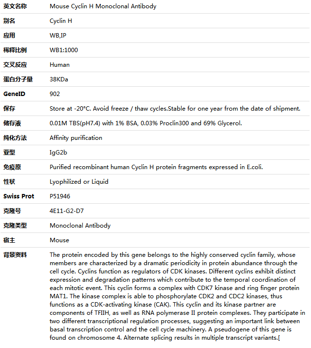 Cyclin H Antibody,索莱宝,K001393M-100ul