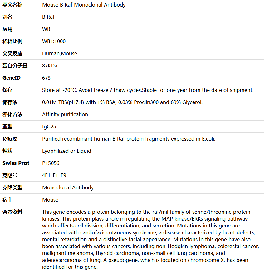 B Raf Antibody,索莱宝,K001390M-100ul