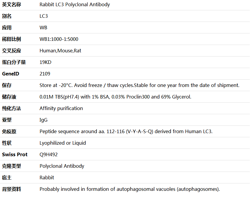 LC3 Antibody,索莱宝,K000467P-100ul