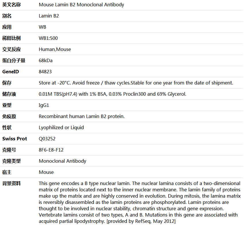 Lamin B2 Antibody,索莱宝,K001316M-100ul