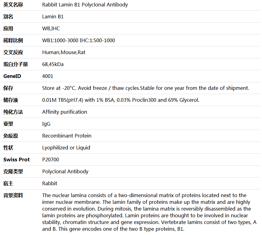 Lamin B1 Antibody,索莱宝,K000481P-100ul