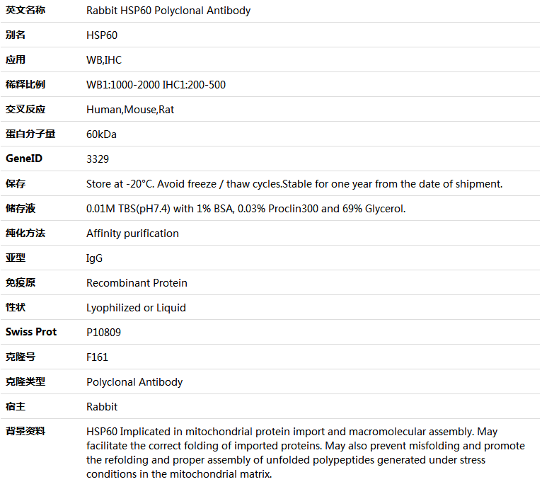 HSP60 Antibody,索莱宝,K000489P-100ul