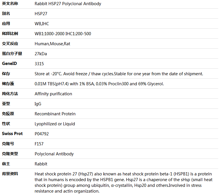 HSP27 Antibody,索莱宝,K000488P-50ul