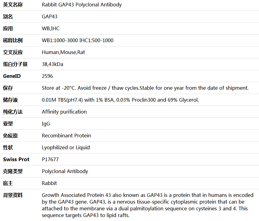 GAP43 Antibody,索莱宝,K000482P-100ul