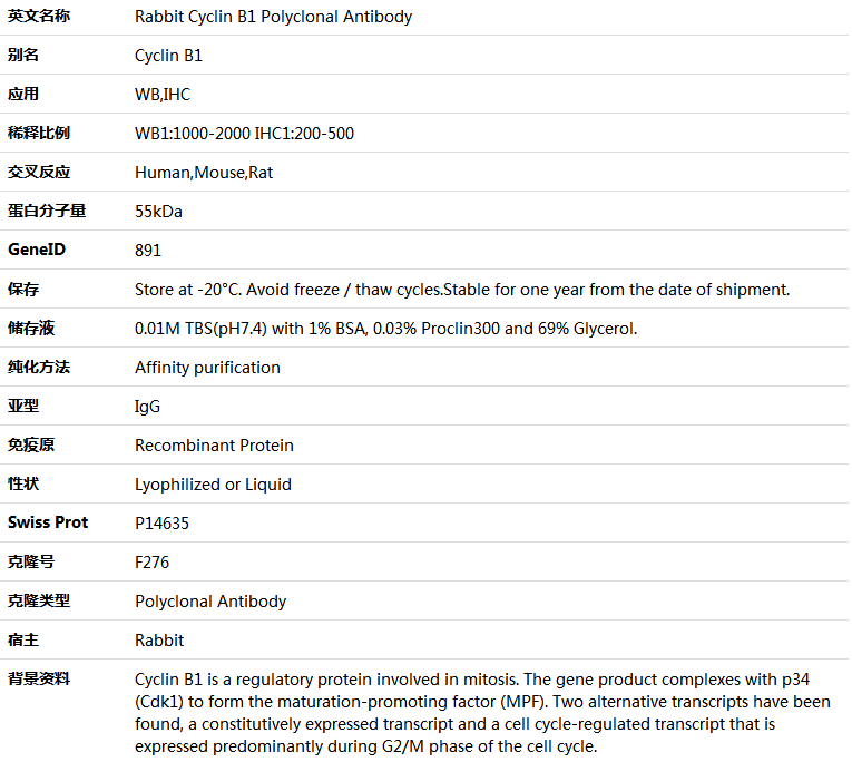 Cyclin B1 Antibody,索莱宝,K000505P-50ul