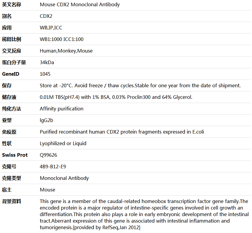 CDX2 Antibody,索莱宝,K000090M-100ul