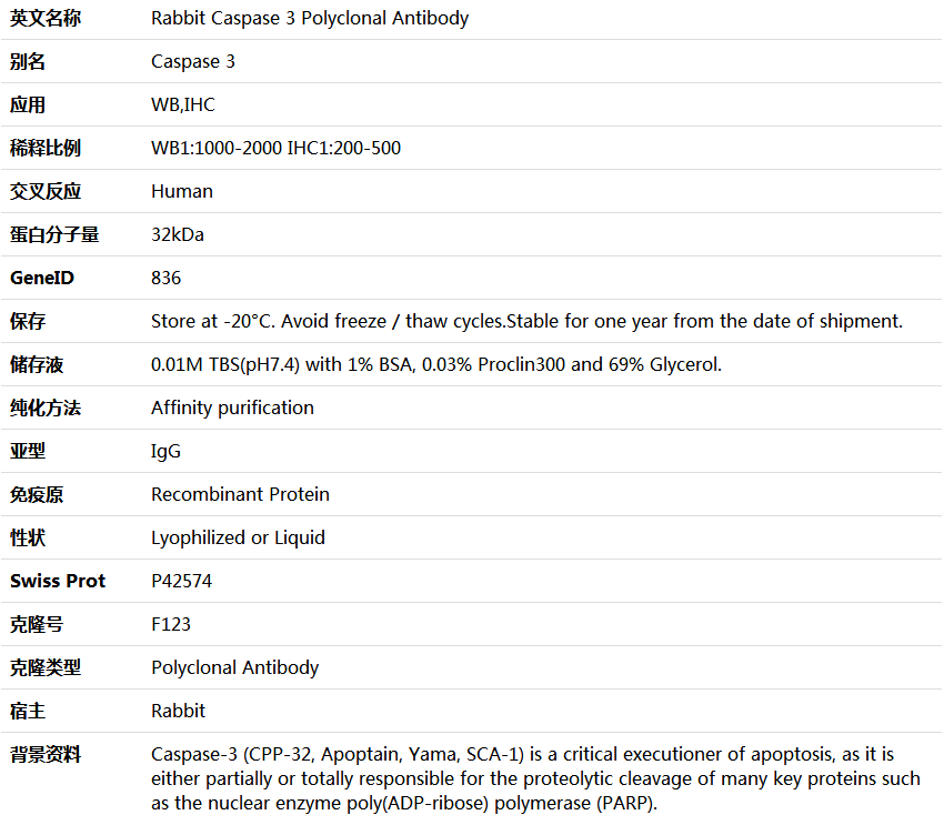 Caspase 3 Antibody,索莱宝,K000502P-50ul
