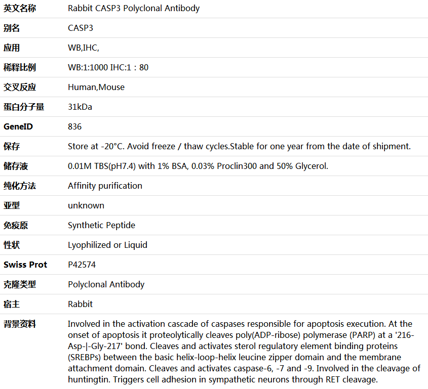 CASP3 Antibody,索莱宝,K001291P-100ul