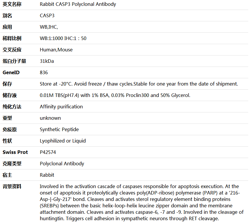CASP3 Antibody,索莱宝,K001290P-100ul